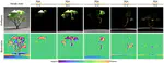 Differentiable Time-Gated Rendering